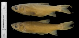 Image of Mylopharyngodon piceus