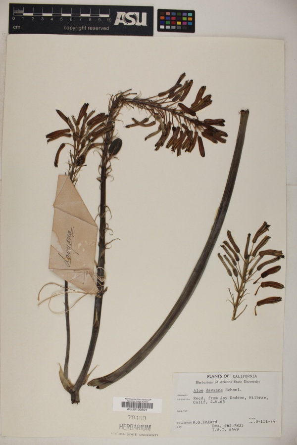 Aloe greatheadii var. davyana image