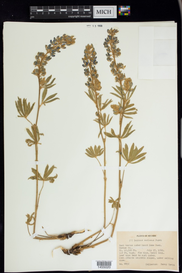 Lupinus sericatus var. sericatus image