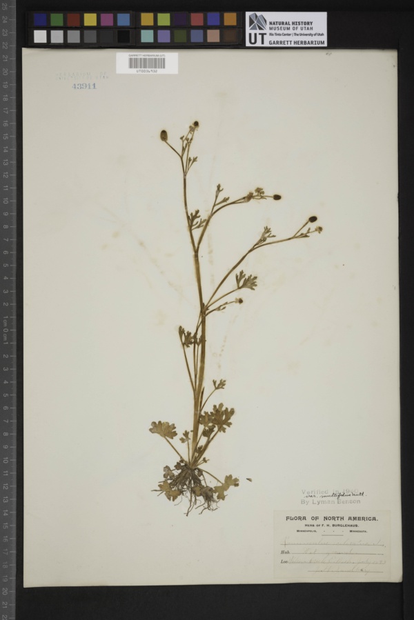 Ranunculus acris subsp. friesianus image