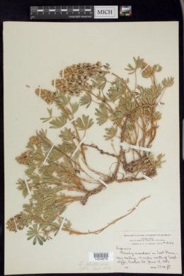 Lupinus plattensis image