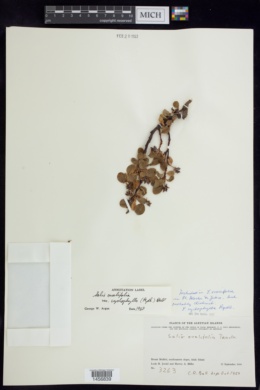 Salix ovalifolia var. cyclophylla image