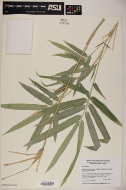 Bambusa glaucescens image
