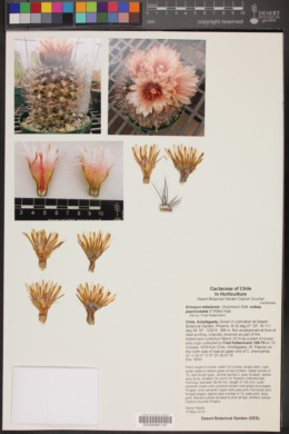 Eriosyce taltalensis subsp. paucicostata image