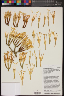 Agave chrysantha image