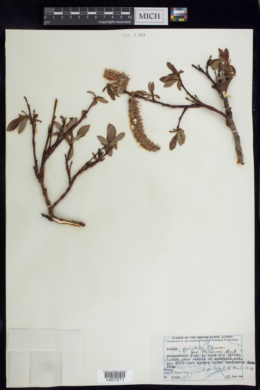 Salix pulchra var. palmeri image