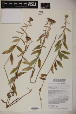 Stevia plummerae image