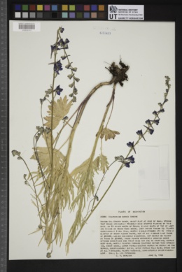 Delphinium burkei image