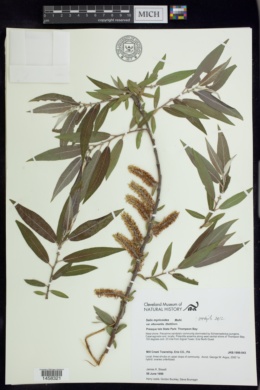 Salix myricoides var. albovestita image