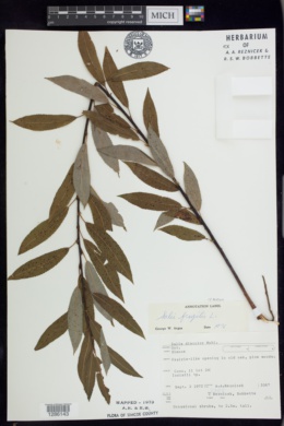 Salix euxina image
