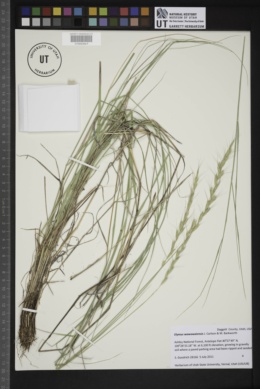 Elymus wawawaiensis image