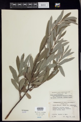 Salix humilis var. rigidiuscula image