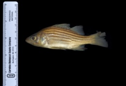 Morone mississippiensis image