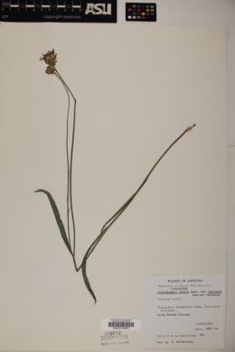 Pinaropappus roseus var. foliosus image