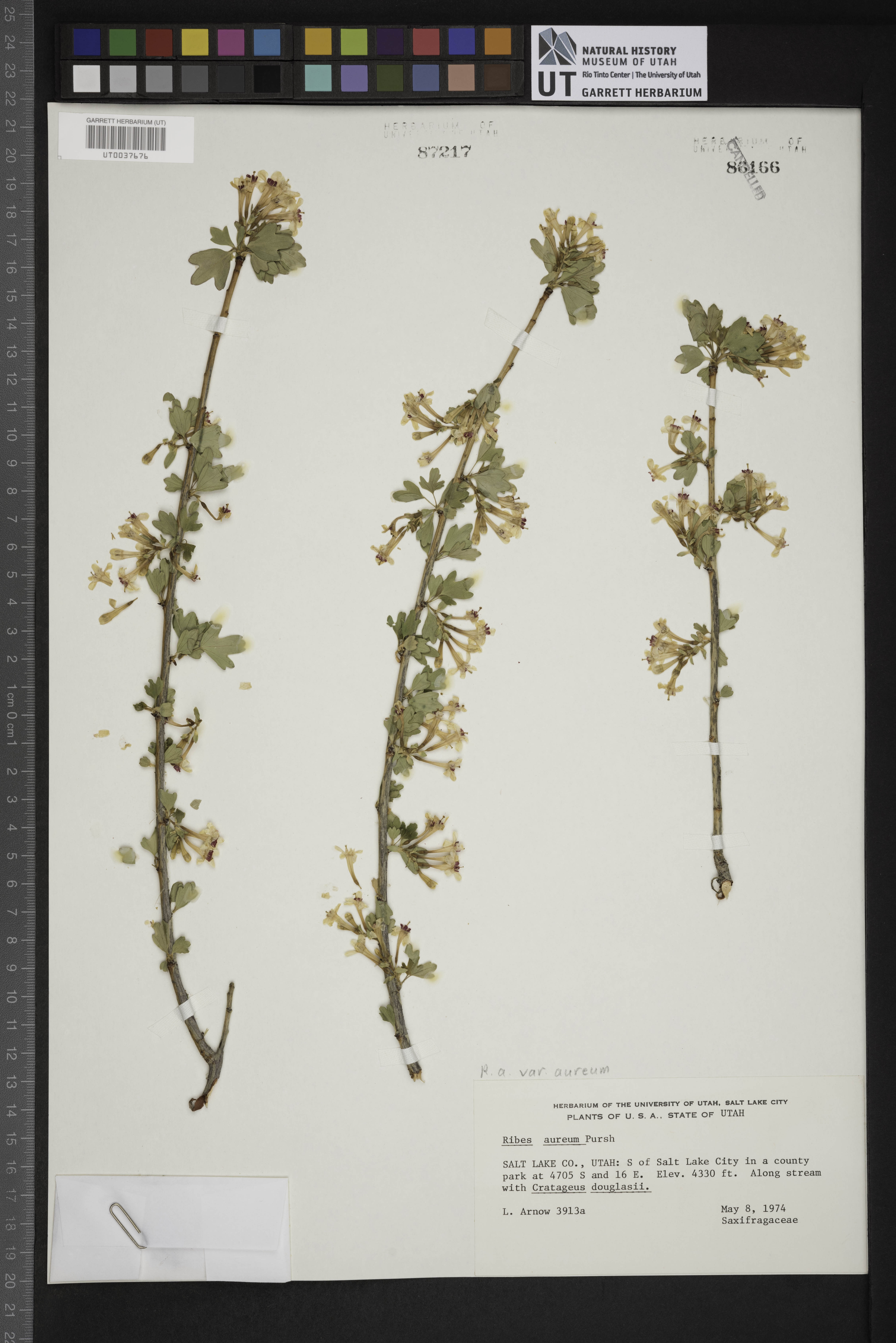 Ribes aureum var. aureum image