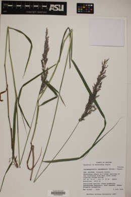 Image of Calamagrostis canadensis