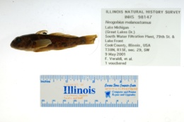 Neogobius melanostomus image