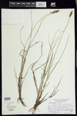 Carex arcta image