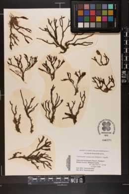 Cladostephus spongiosum image