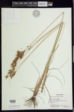 Juncus brachyphyllus image