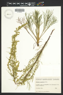 Image of Artemisia canadensis