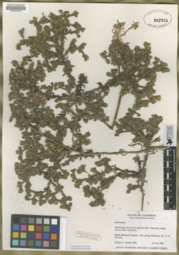 Deinandra increscens subsp. villosa image