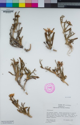 Image of Lampranthus aurantiacus