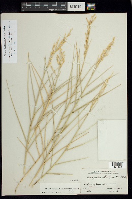 Eragrostis obtusiflora image