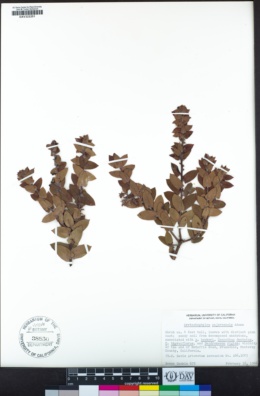 Arctostaphylos pajaroensis image