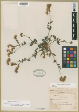 Phacelia arizonica image