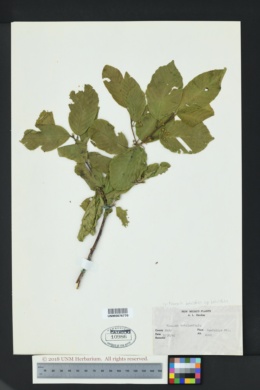 Frangula betulifolia var. betulifolia image