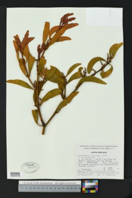 Image of Phoradendron schumanni