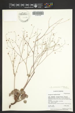 Eriogonum arizonicum image