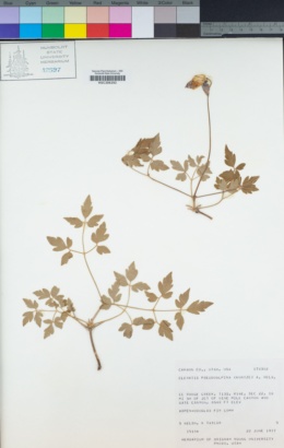 Clematis columbiana image