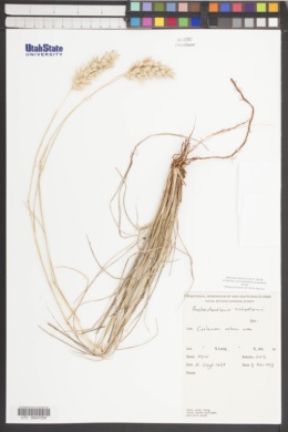 Austrodanthonia richardsonii image