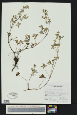 Geranium cruceroense image