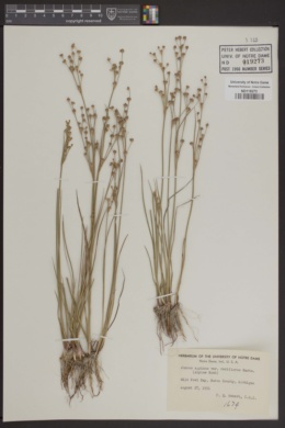 Juncus alpinoarticulatus subsp. rariflorus image