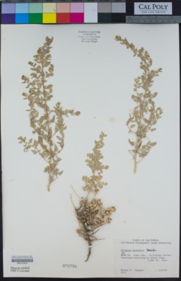 Atriplex spinifera image