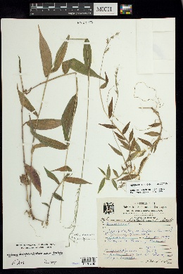 Oplismenus hirtellus subsp. hirtellus image
