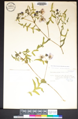 Pholistoma auritum image