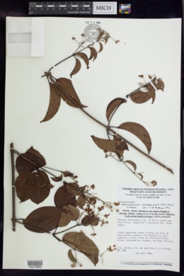 Banisteriopsis membranifolia image