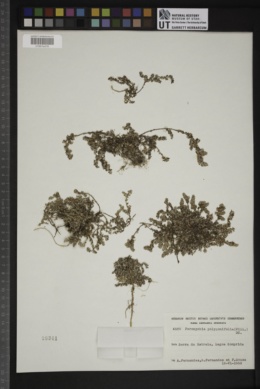 Image of Paronychia polygonifolia
