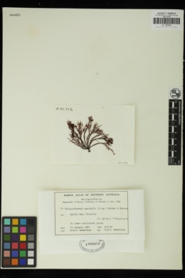Scytothamnus australis image