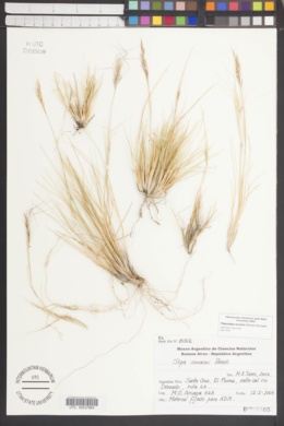 Image of Pappostipa sorianoi