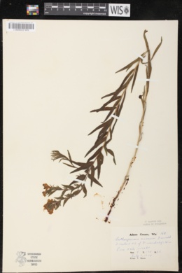 Lithospermum caroliniense subsp. croceum image