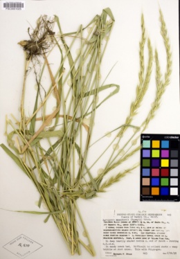 Elymus × saundersii image