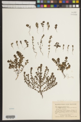 Euphrasia purpurea image