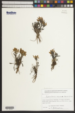 Image of Pedicularis armena
