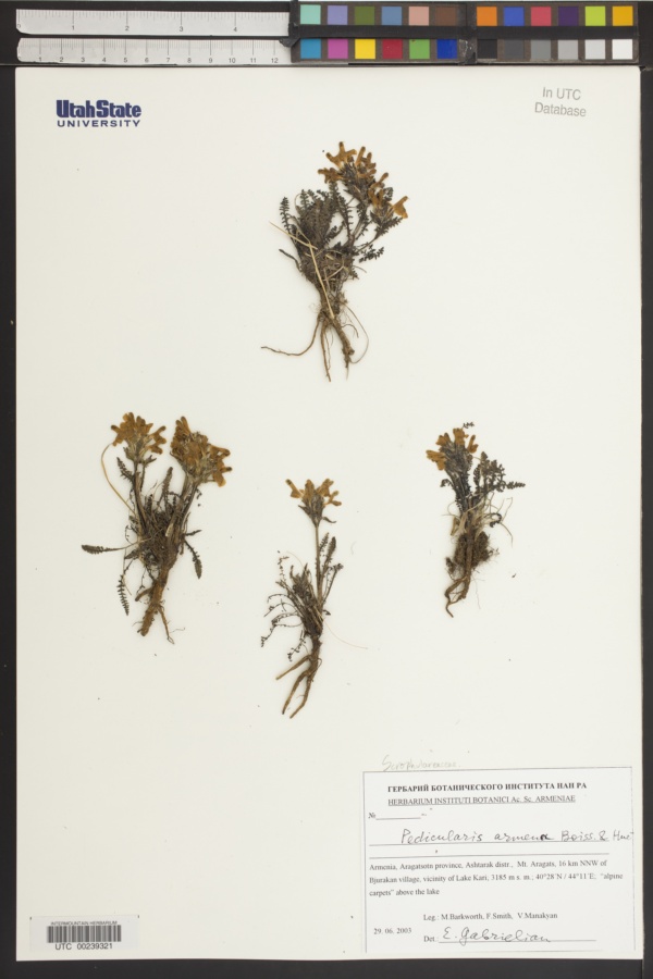Pedicularis armena image
