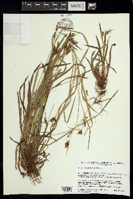 Carex atractodes image